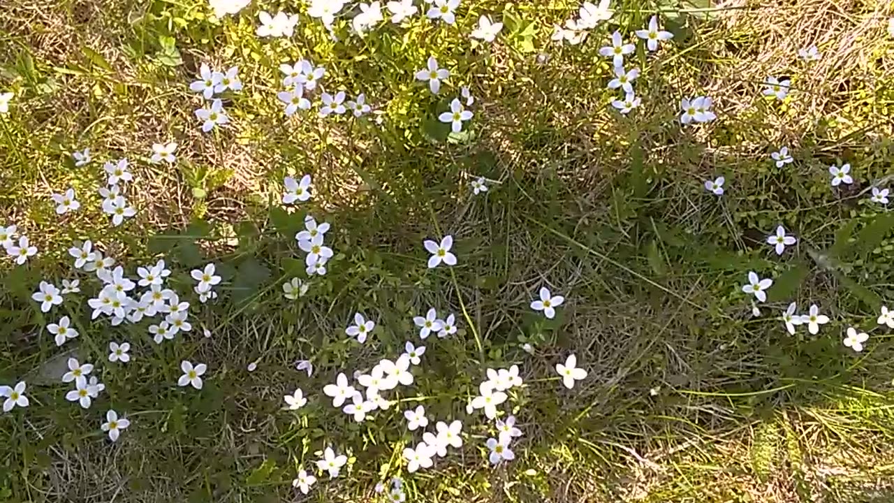 Mayflowers