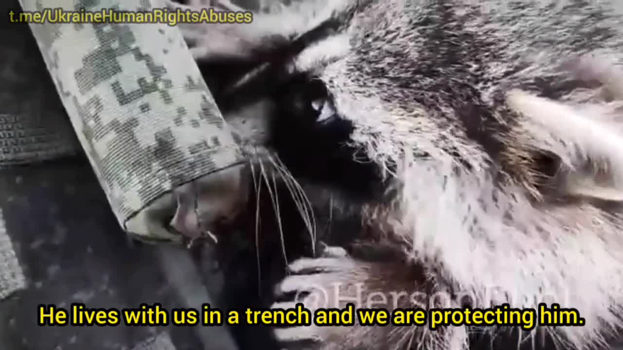 Ukraine: Russian paratroopers have pet raccoon