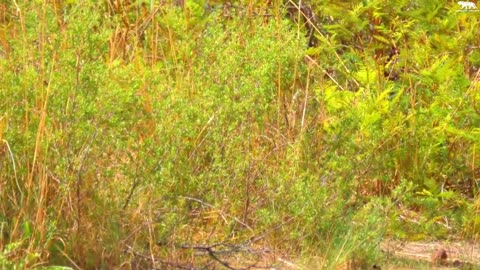 Animals in the forest, all the animals having fun, all the small and big animals