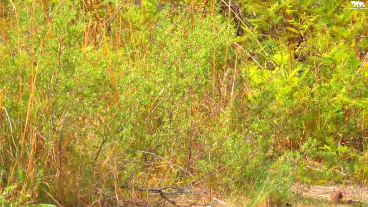 Animals in the forest, all the animals having fun, all the small and big animals