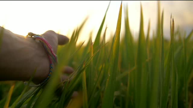 Trailing Hand Through Grass at Dusk