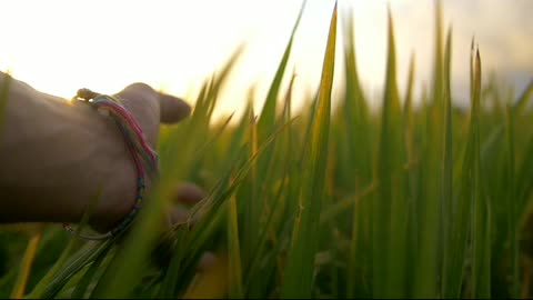 Trailing Hand Through Grass at Dusk