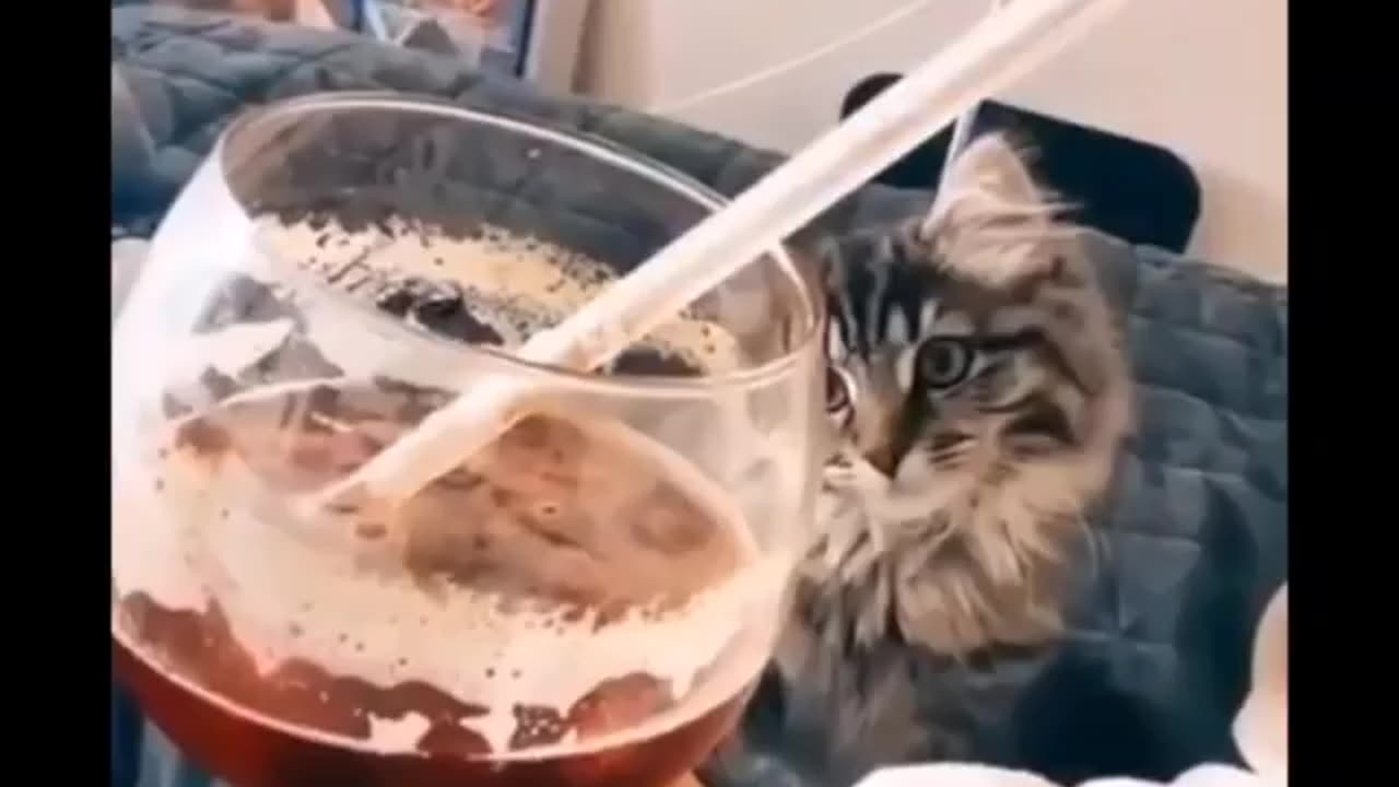 Funny animals 🤣🤣🤣