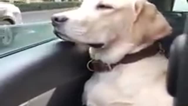 Cute and funny dogs video