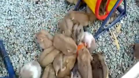 Cute Hamsters Fight Over Spinning Wheel