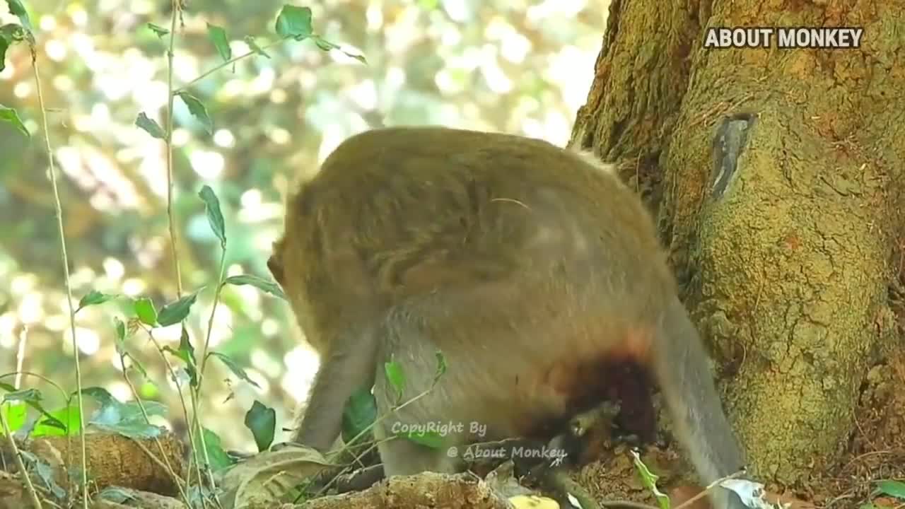 Monkey child birth