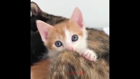 Cute cats