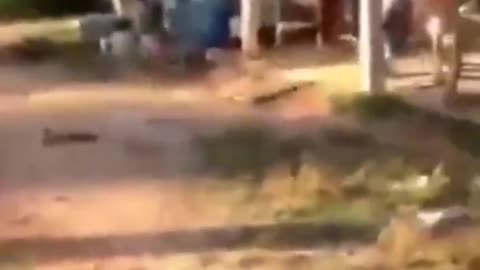 Try not to laugh 😂 funny animal 🤣 video 😂😂