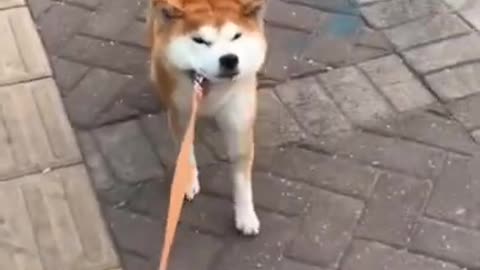 Can’t go home without playing enough😂 #dog
