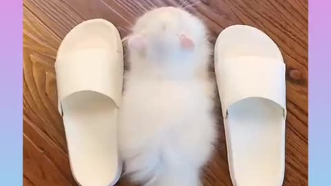 Cute and Funny Cat Video