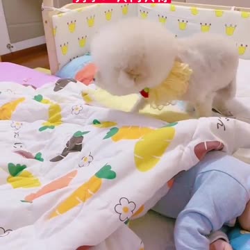 Dog plays with child...