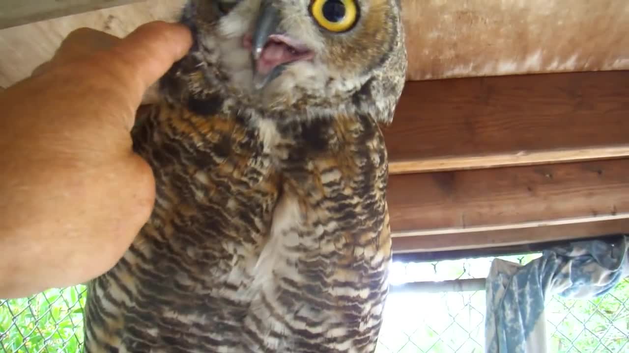 owl bite