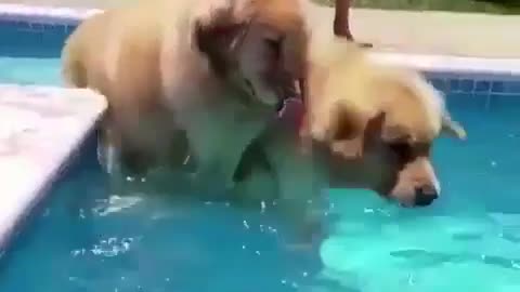 Play in the pool