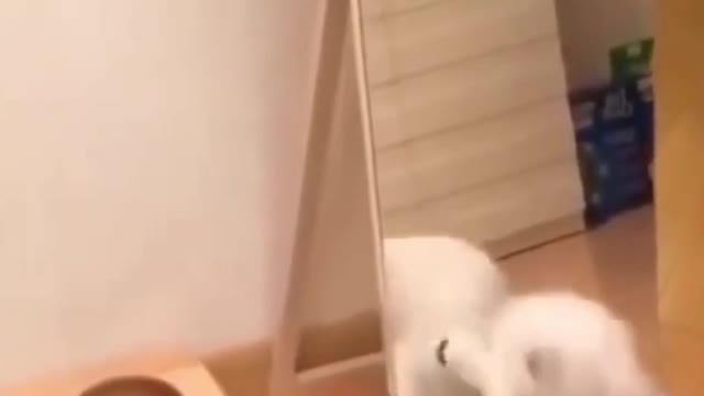 cat meets dog