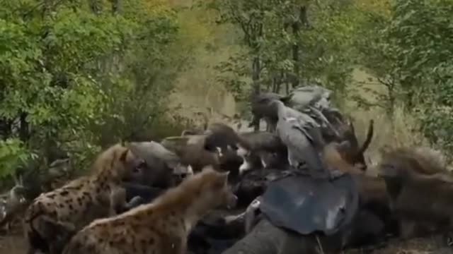 even with a bad leg he is king