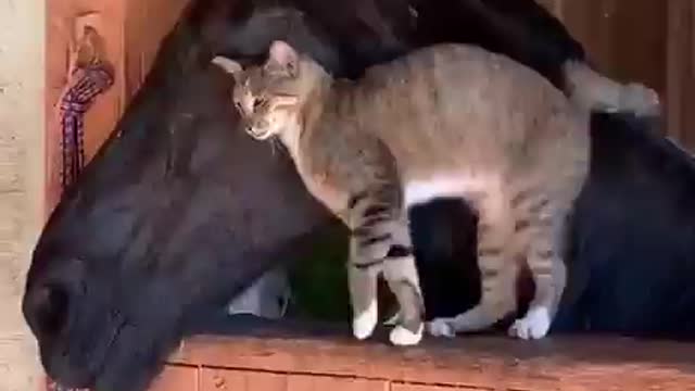 Let's put the video in the top views