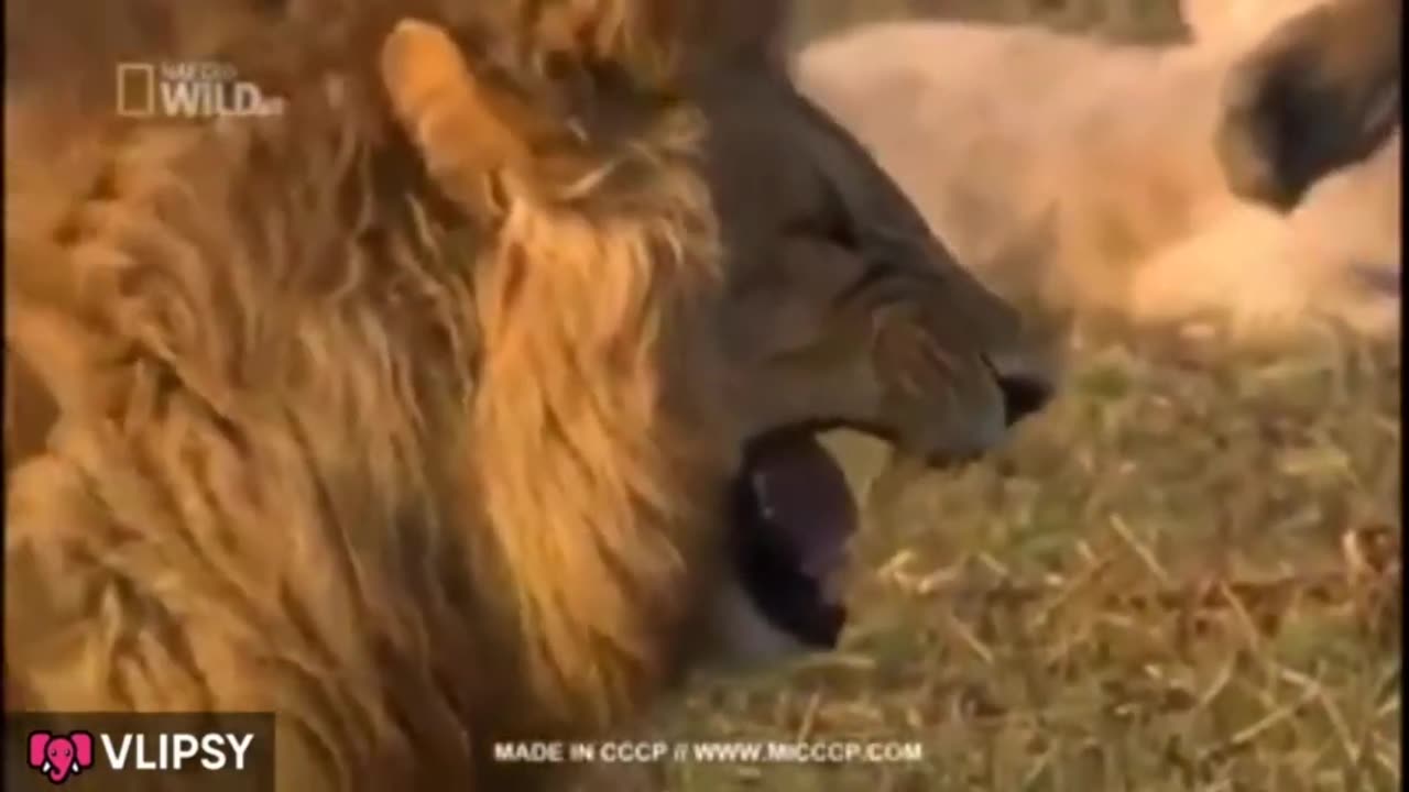 Most Viewed MEMS (FUNNY)