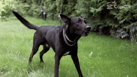 Happy barking dog in slow motion.