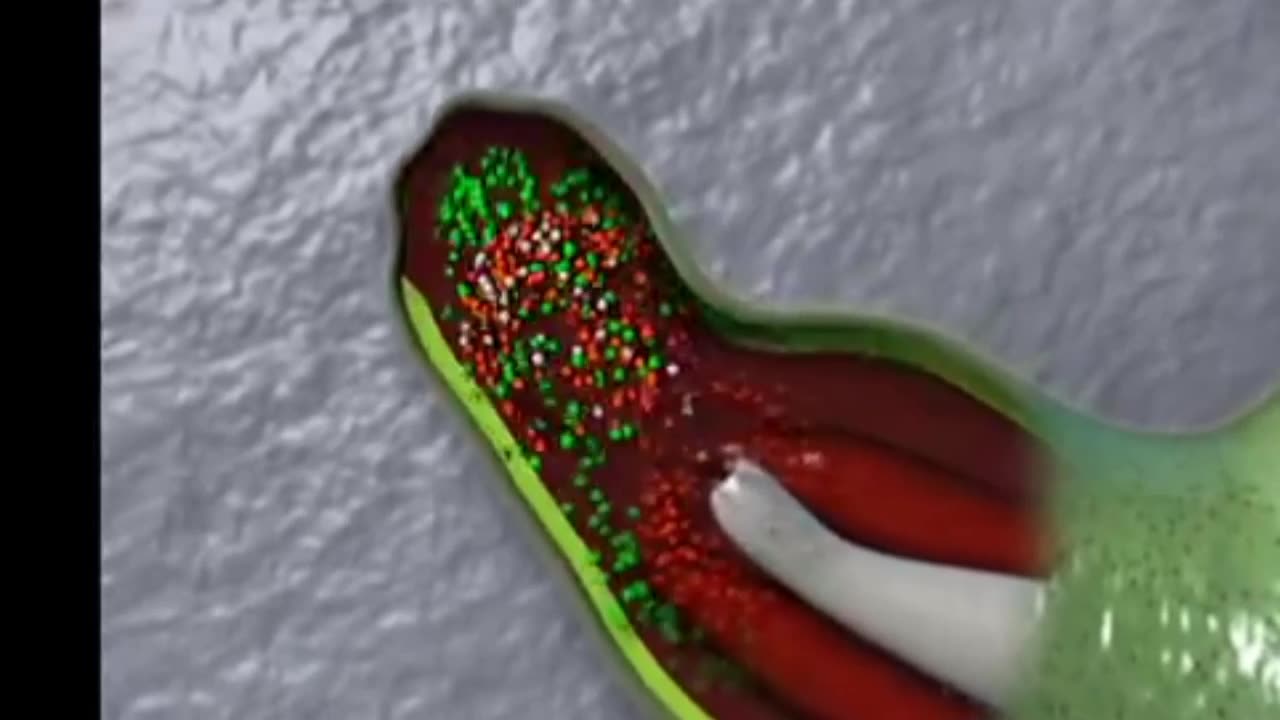 Salamander Limb Regeneration — HHMI BioInteractive Video