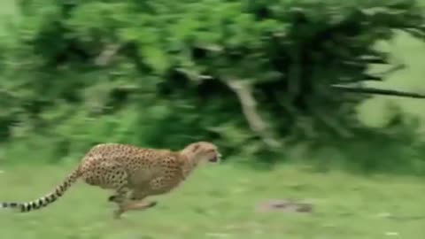 Amazing Cheetah Chase Compilation-14