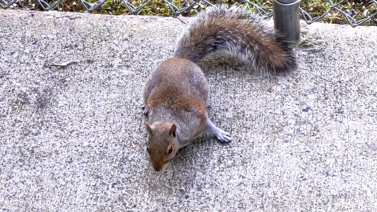 Friendly Squirrel