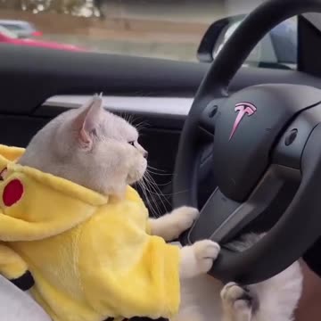 2023 cute cat status video😻 | Funny cat moment #shortvideo #ytshorts #youtubeshorts #shortsfeed #shorts