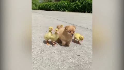 little ducks decide puppy is their BOSS, how?? why?? :D