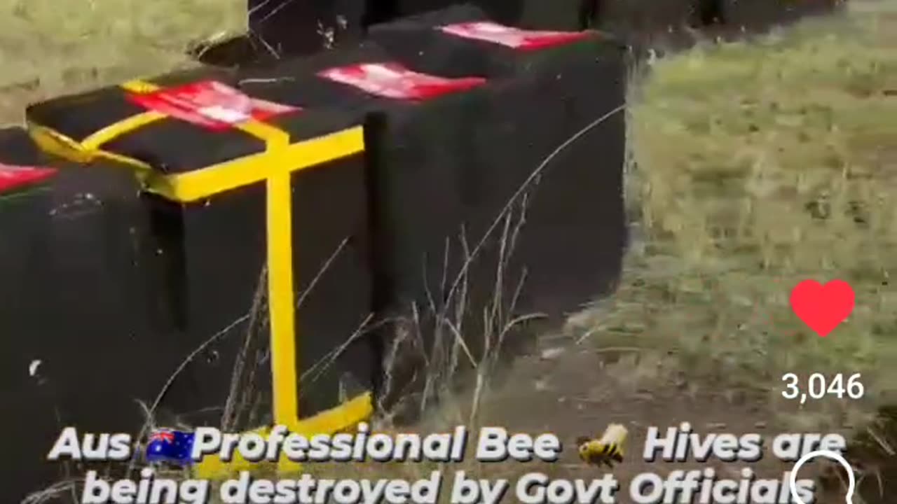 They Are Destroying The Bees On Purpose !!