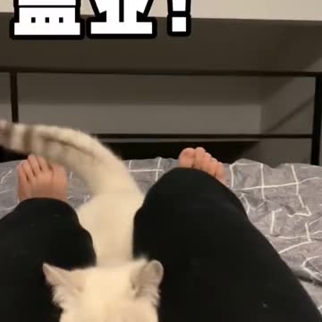 cute cat reaction #shorts #cat