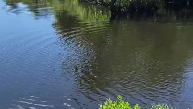 Drop your snap, and l'I make a huge fly fishing