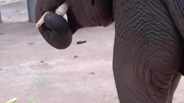 Come see how elephants eat corn