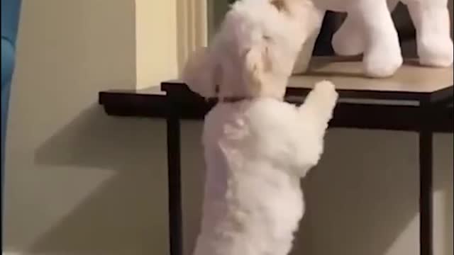 funniest cats and dogs videos compilation