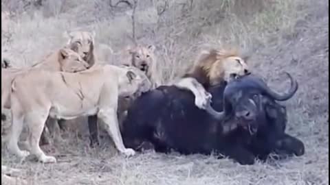 A pride of lions was laying siege to a cow