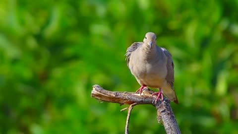 bird on the branch