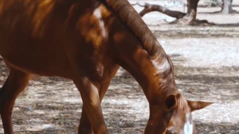 Top 10 Cute Animals, funny animal videos, wow animals, #shorts #quotes.mp4