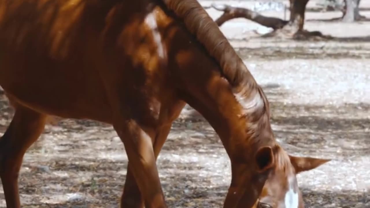 Top 10 Cute Animals, funny animal videos, wow animals, #shorts #quotes.mp4