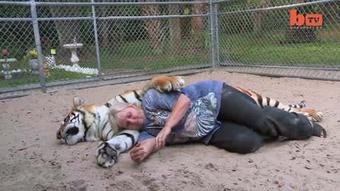 Florida Woman Keeps Bengal Tigers In Her Garden