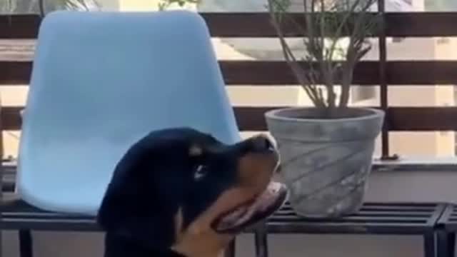 Amazing dog video