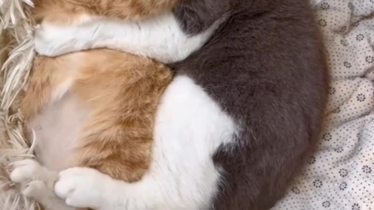 Cat sleeping funny | Viral video