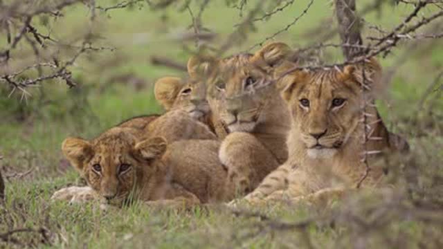 Lion Cubs Resting in Shrubland ( animals)