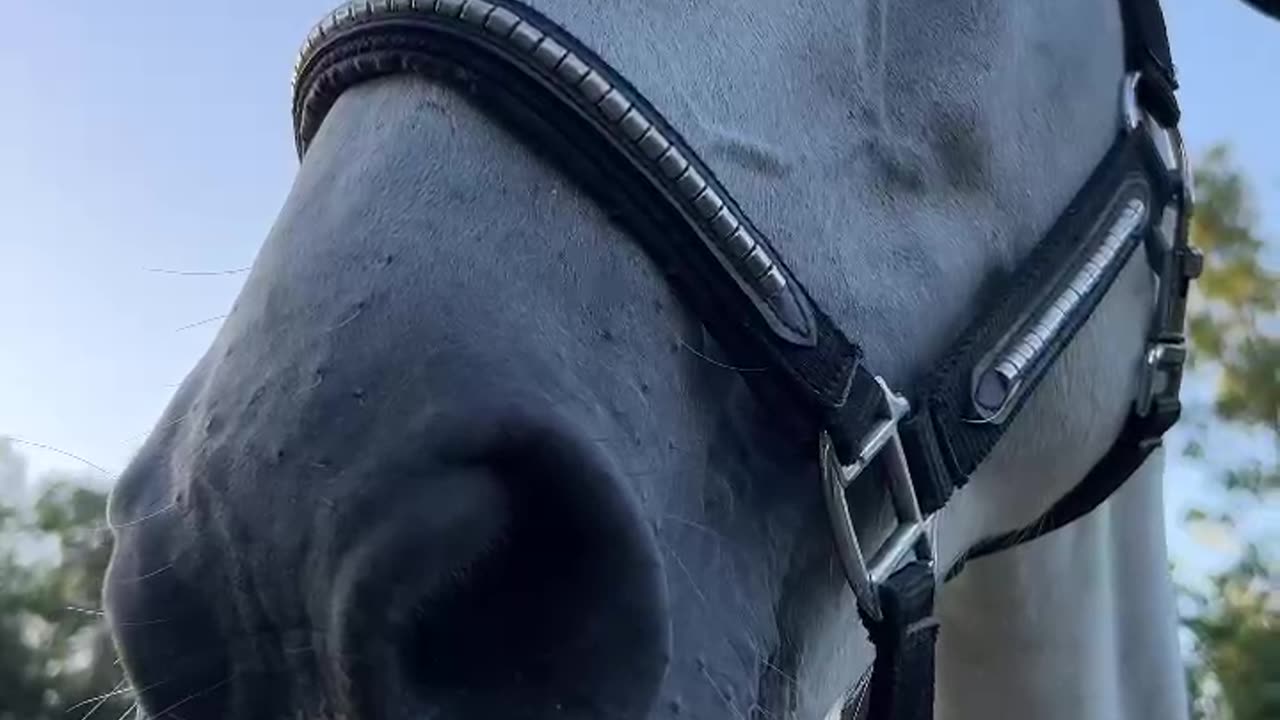 The Most Obedient Horse