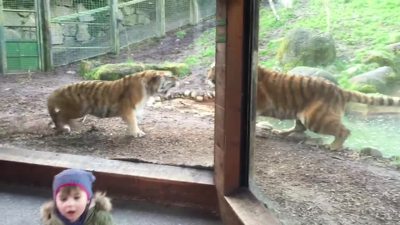 Tiger Wakes up another Tiger to Fight at Zoo