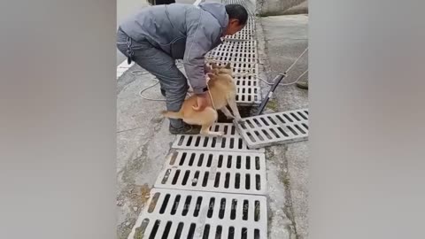 Funniest Animals Video Best Cats and Dogs Videos