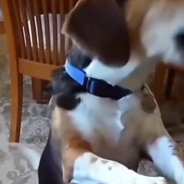 Funny animals 2023😆 - Funniest Cats and Dogs Video🐕🐈192