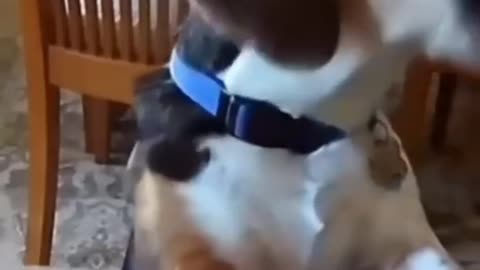 Funny animals 2023😆 - Funniest Cats and Dogs Video🐕🐈192