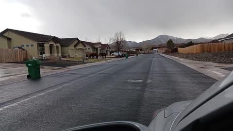 Horses Neighborhood Dayton Nevada