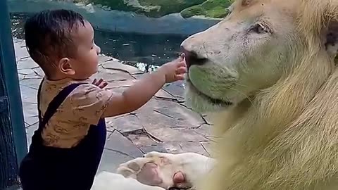 Lion vs kid cute video