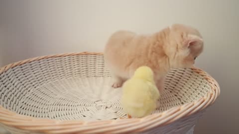 Kittens walk whit a tiny chicken