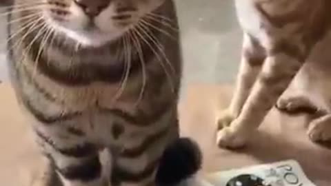 Cute cat talking😂🐱🐱cat talking🐱🐱😂😂