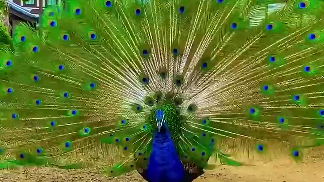 Beautiful Peacock dancing in village of Japan